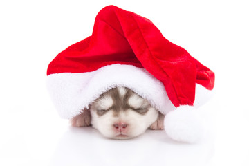 Obraz na płótnie Canvas Siberian husky puppy in Santa Claus xmas red hat on white backgr