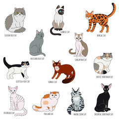 Cat breeds cartoon style vector set. Isolated.
