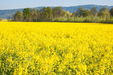 Obraz premium Rapsfeld im Sonnenlicht
