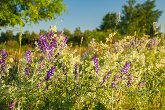 bl&uuml;hende Heidelandschaft im Abendlicht