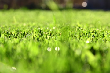 green grass background with sunlight