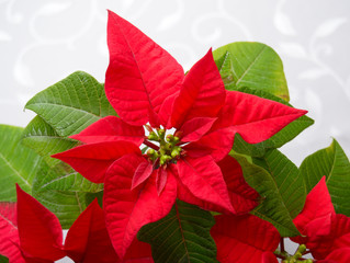 blossoms poinsettia - symbol of Christmas