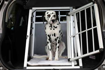 Hund, Dalmatiner in Hundebox im Kofferraum