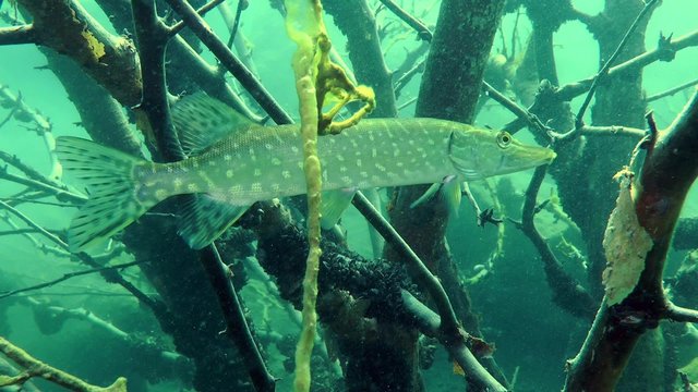 Northern pike (Esox lucius) standing among branches of submerged tree, medium shot.
