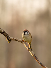 Tree sparrow (Passer montanus) sitting on a branch in the mornin