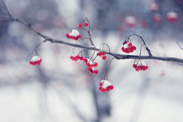 Mountain ash branch with red berries under the snow