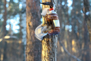 Squirrel on tree with snow