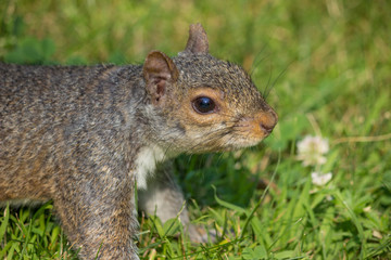 Naklejka na ściany i meble stehendes Grauhörnchen (Sciurus carolinensis) grey squirrel