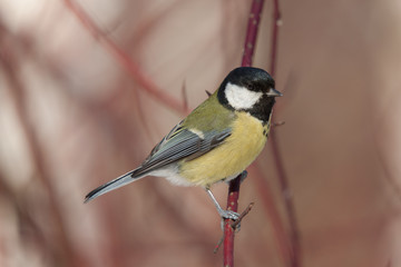 Portrait of a titmouse