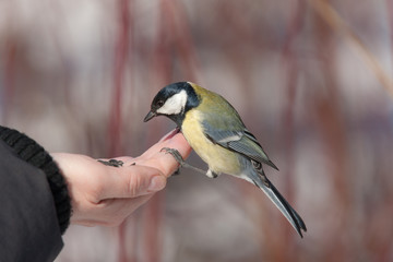 titmouse close up on a hand