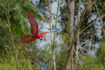 Parrot/ara/peru