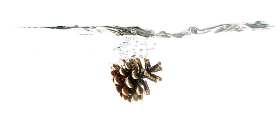 Pine cone splash on water, isolated on white background