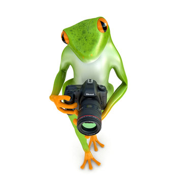 Tropical  frog photographs