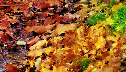 L'automne et ses couleurs