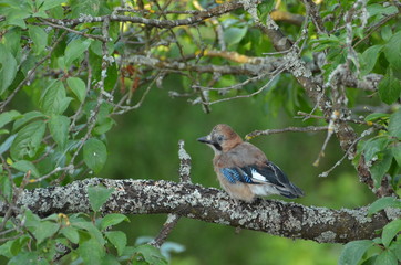 Obraz premium Geai des chênes (Garrulus glandarius) 
