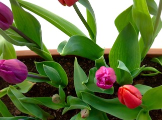 Lila Tulpen