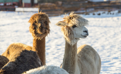 Obraz premium Alpacas in Winter