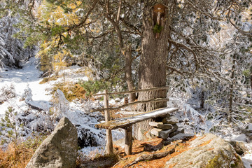 Rastplatz mit Holzbank an einem Tannenbaum