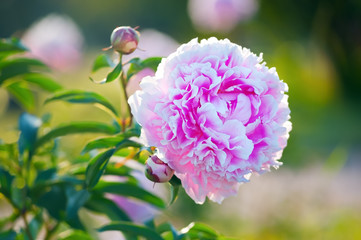 Pink peony flower in bloom