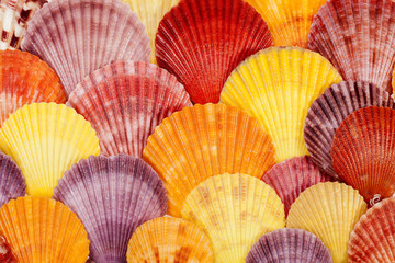background with colorful sea shells of mollusks, close up.