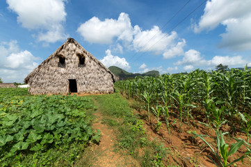 Fototapeta na wymiar Tobacco barn in Vinales valley, Cuba