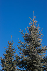 Nadelbaum