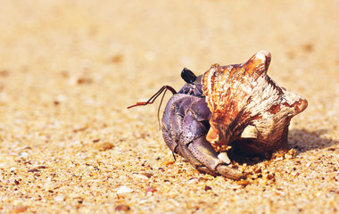 Hermit Crab On Beach