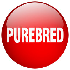 purebred red round gel isolated push button