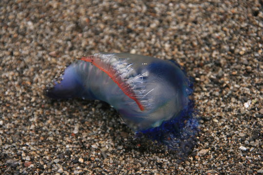 Portugisische Galeere