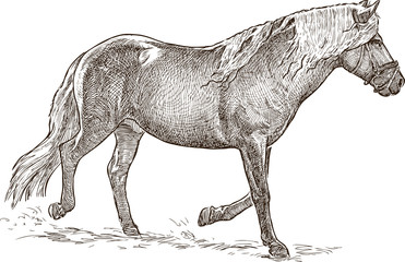 running horse