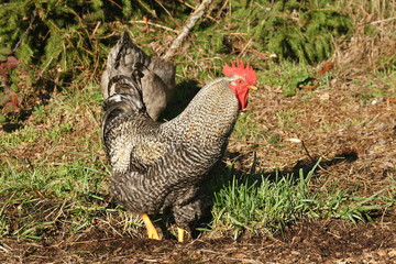 coq comtois
