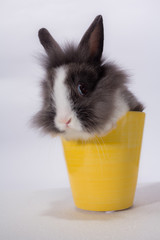 dwarf rabbit