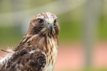 red-tailed hawk in side angle view