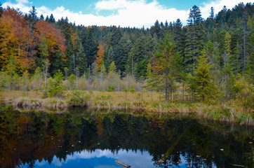 Fototapeta na wymiar Dead lake in the forest (Crane lake), сarpathian mountains, Skole, Uktaine