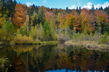 Dead lake in the forest (Crane lake), сarpathian mountains, Skole, Uktaine