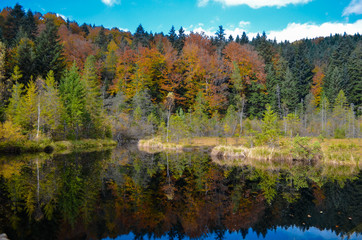 Naklejka na ściany i meble Dead lake in the forest (Crane lake), сarpathian mountains, Skole, Uktaine