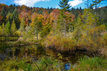 Dead lake in the forest (Crane lake), сarpathian mountains, Skole, Uktaine