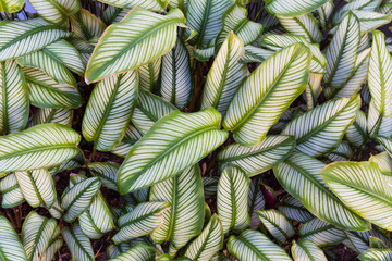 Fototapeta premium Stripe green and white leaves pattern, background