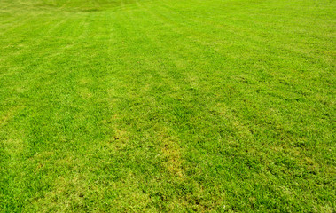 Green grass seamless texture.