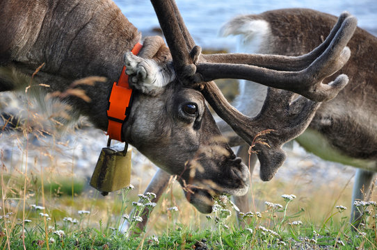 reindeer with bell eating