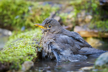 Bathing of the Blackbird