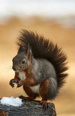 European squirrel in winter