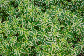 green leaf background