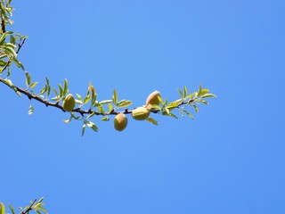Almond tree