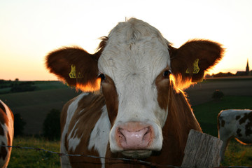 organic lifestyle biokuh sonnenuntergang close up natürlich idylle glücklich