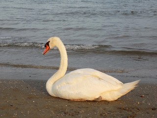 Swan on sandy beach