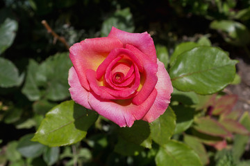 pink rose close up on a green background