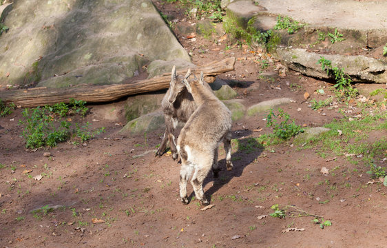 The Alpine ibex in Nuremberg zoo