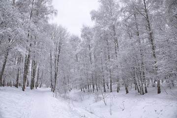 Fototapeta premium Snow-covered trees in the city park