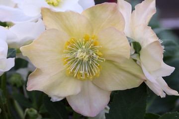 Obraz premium クリスマスローズ